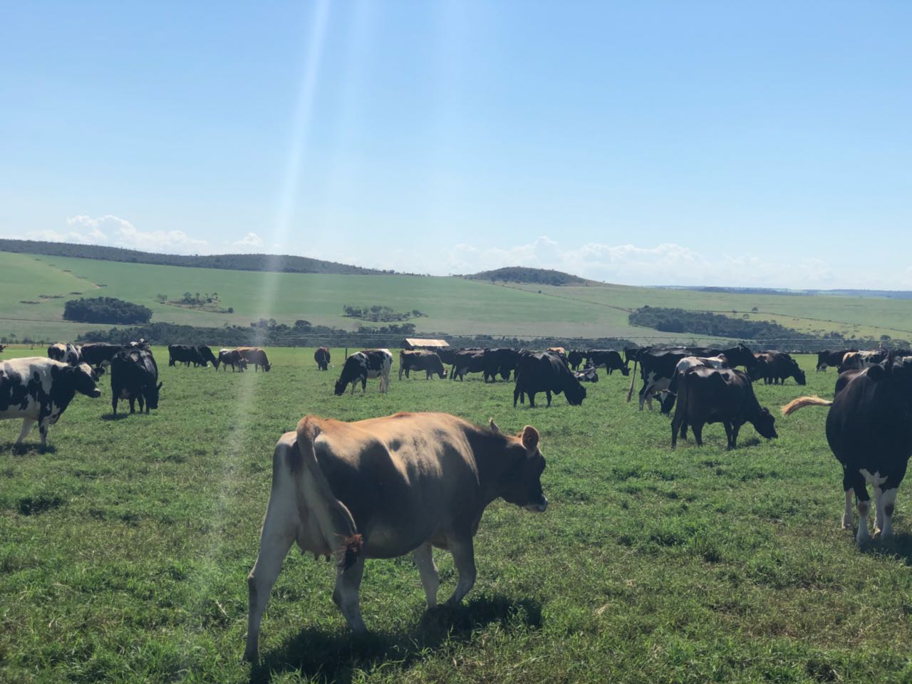 Mais produtividade por vaca, mais eficiência na captação - Cia do Leite - Transformamos qualidade do leite e produtividade das fazendas