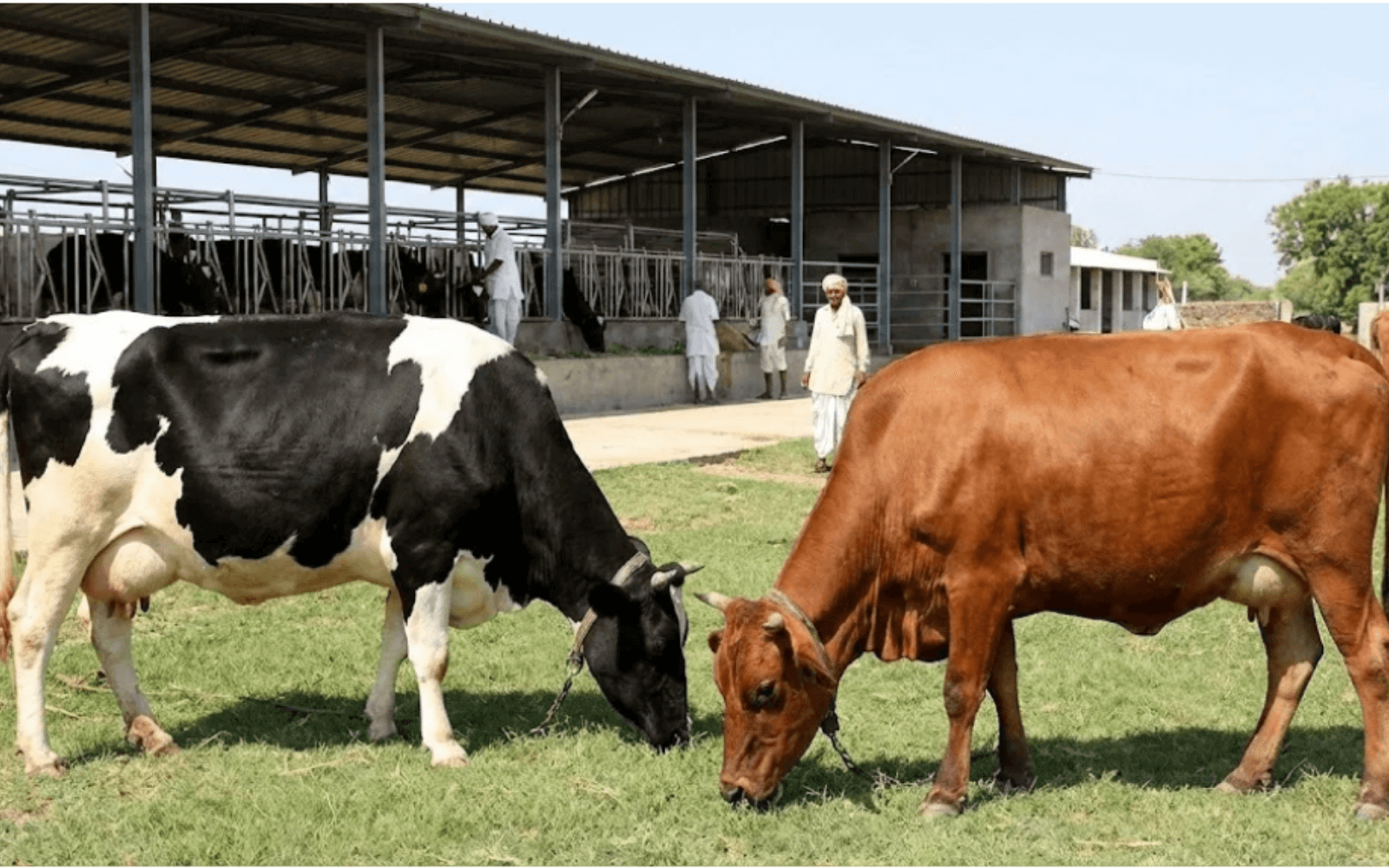 Índia registra Karan Fries e Vrindavani: 2 raças sintéticas e o impacto na produtividade do leite - Cia do Leite - Transformamos qualidade do leite e produtividade das fazendas